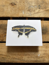 Load image into Gallery viewer, Butterfly | Card
